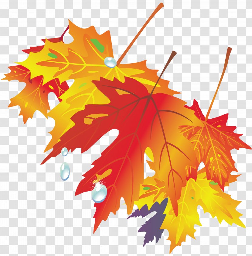 Autumn Leaf Drawing Color - Leaves Transparent PNG