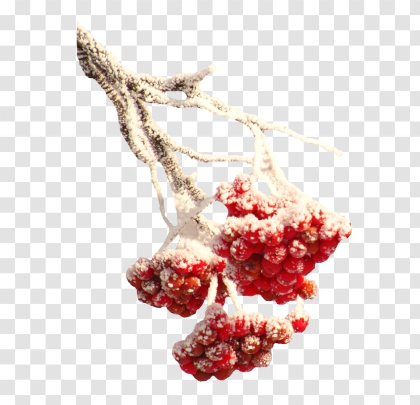 Winter Snow Branch - Frutti Di Bosco - Wrapped Red Fruit Transparent PNG