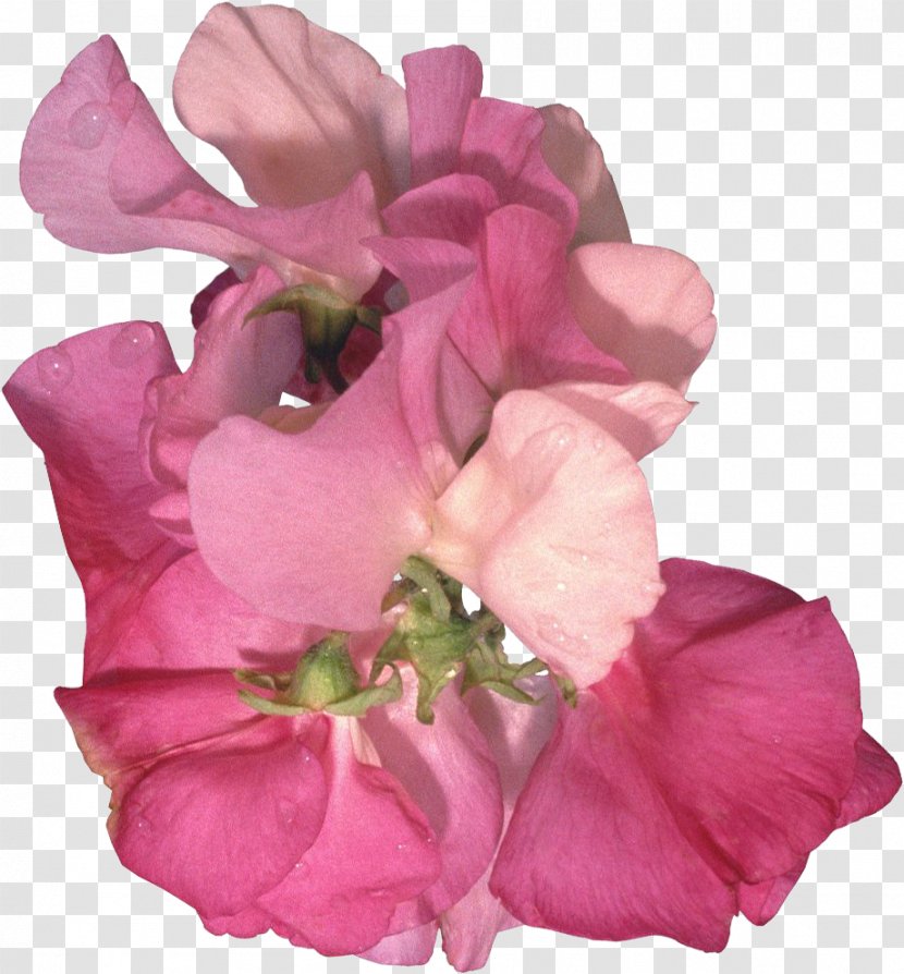Photography Clip Art - Rose Order - Flower Board Angke Transparent PNG