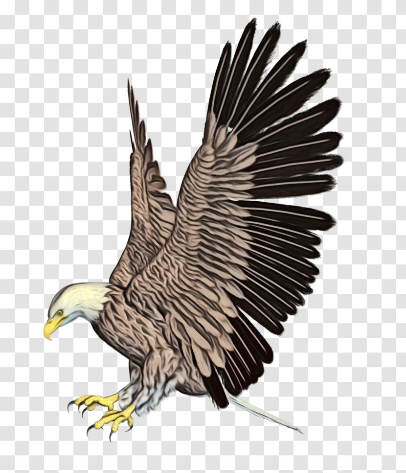 Sea Bird - Kite - Peregrine Falcon Northern Harrier Transparent PNG