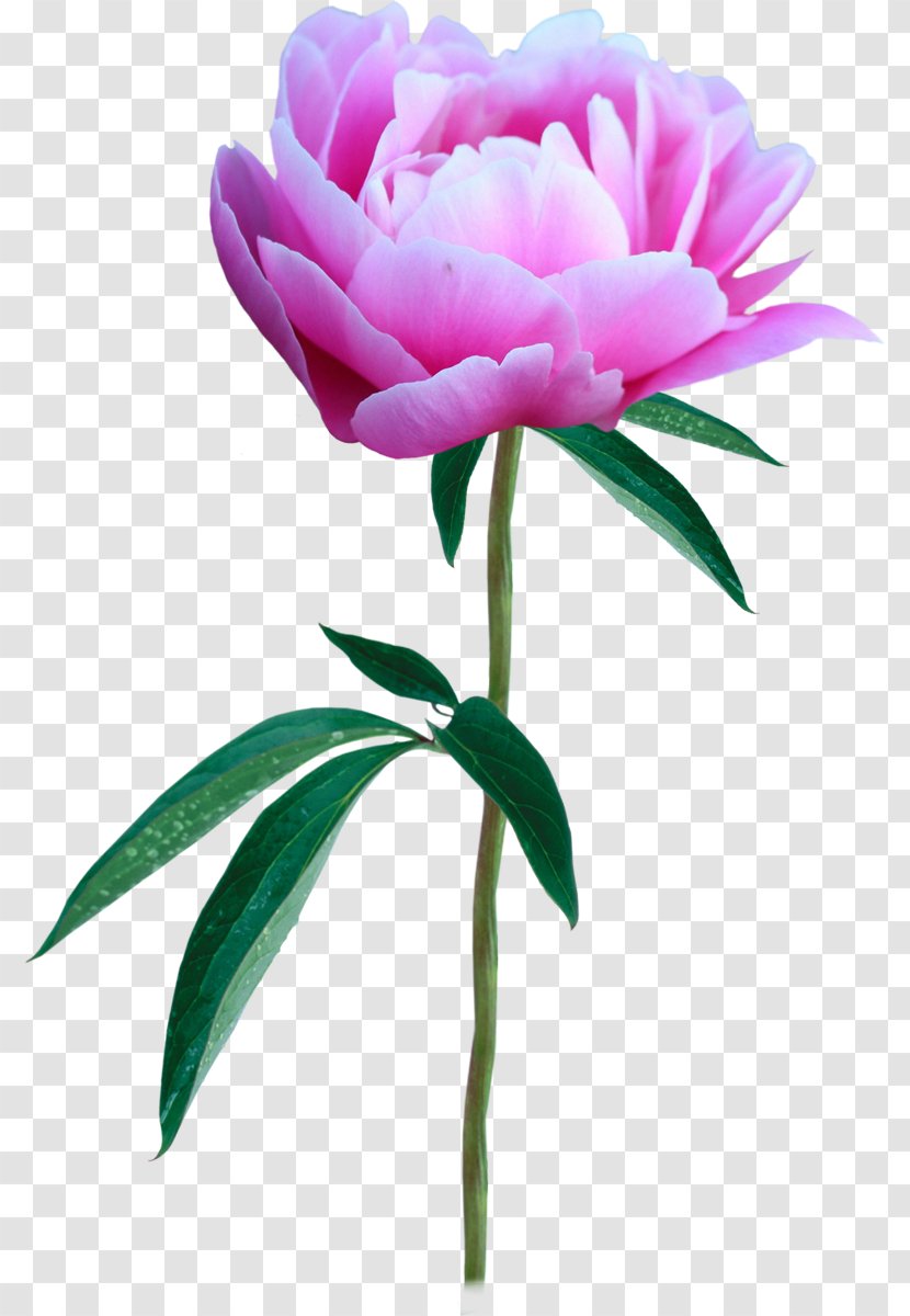 Flower Photography Peony Clip Art Transparent PNG