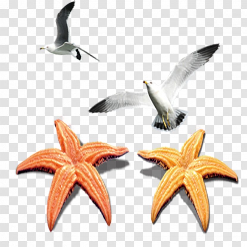 Starfish Echinoderm Transparent PNG