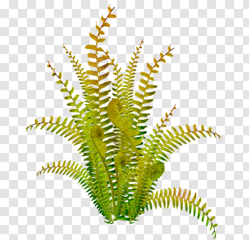 Planting Vector - Fern - Drawing Transparent PNG
