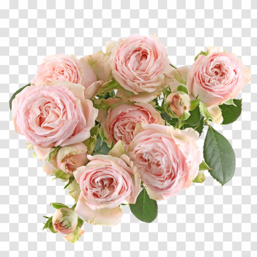 Garden Roses Cabbage Rose Floribunda Cut Flowers - Meilland International Sa - Dynasty Transparent PNG