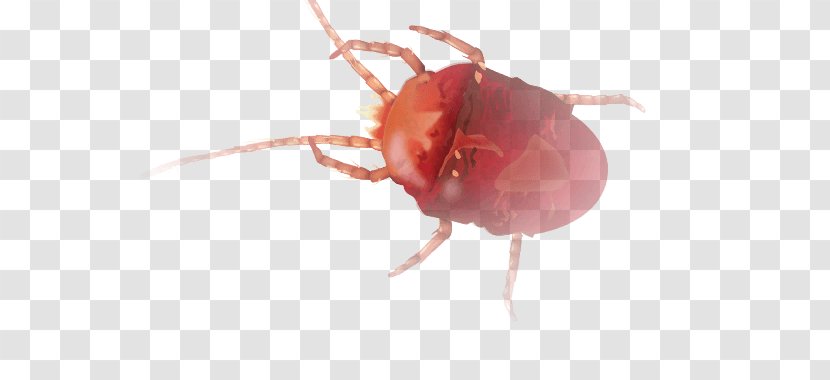 Insect K2 Close-up Parasitism L7 - Anthony Mcpartlin Transparent PNG