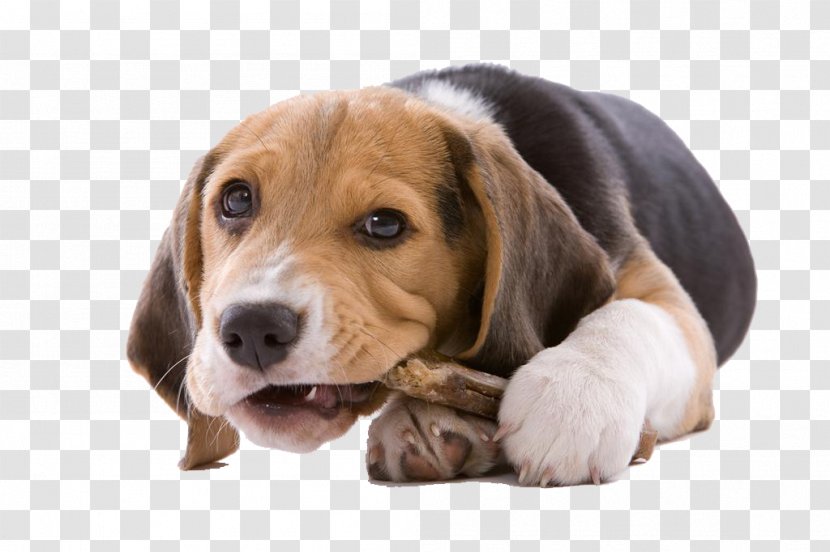 Puppy Cat Chewing Chew Toy Dog - Rawhide - Gnawing On A Bone Transparent PNG