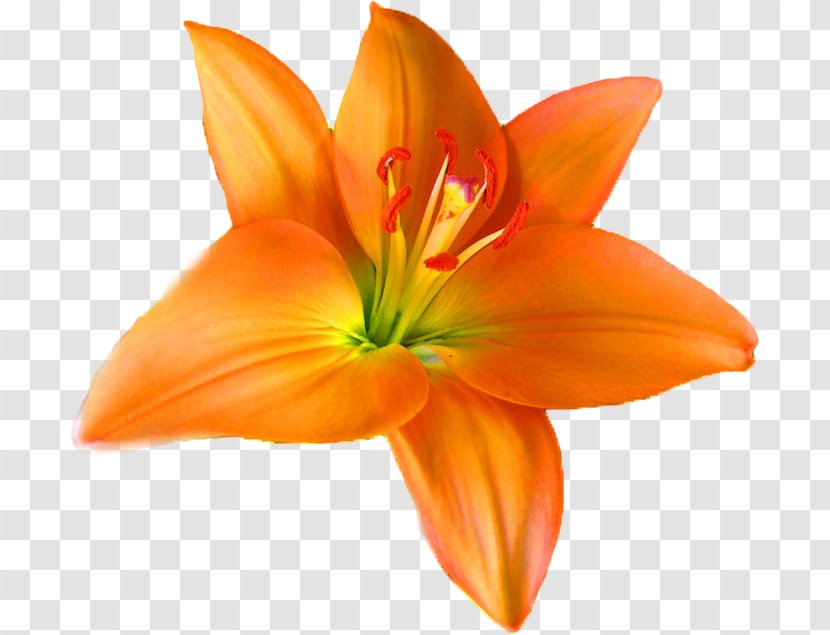 Orange Lily Flower S.A. Royalty-free Petal Transparent PNG