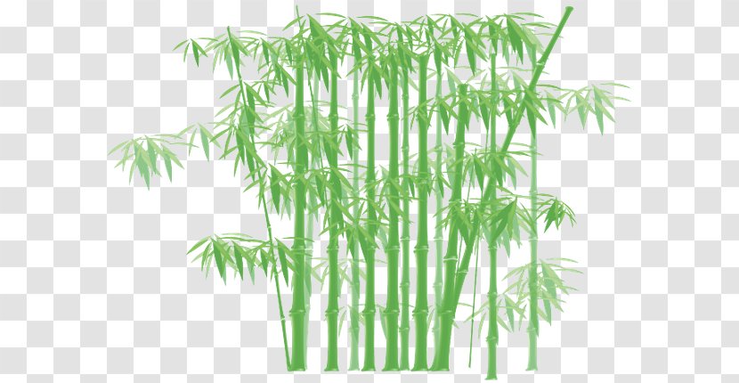 Tropical Woody Bamboos Giant Timber Bamboo - Grass Transparent PNG