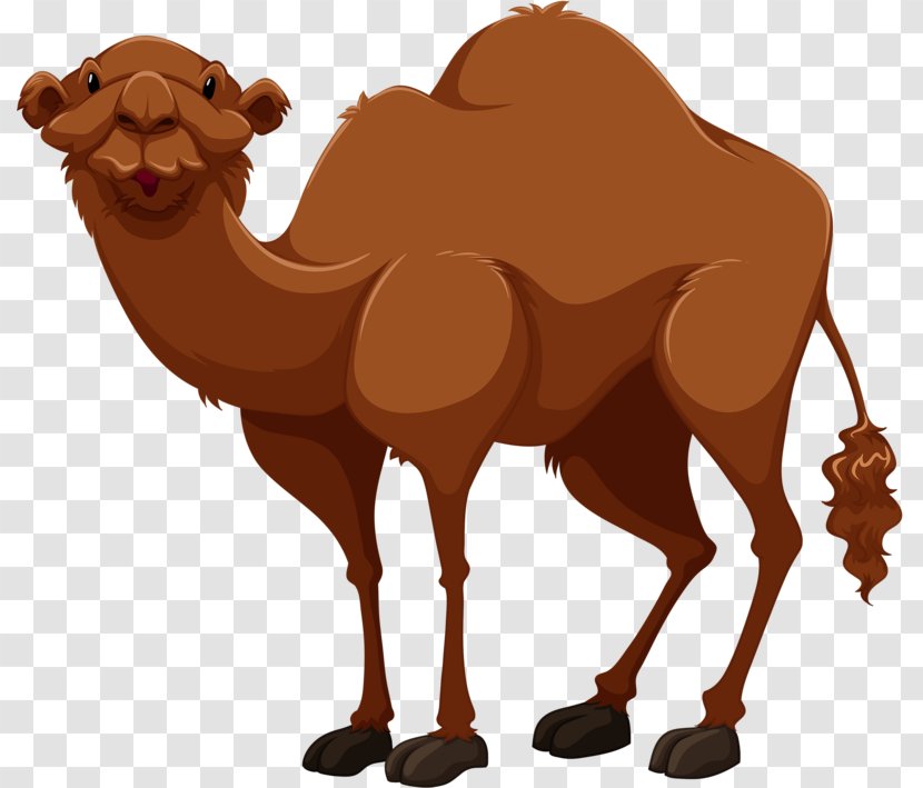 Bactrian Camel Cartoon Drawing Clip Art - Stock Photography - Tall Transparent PNG