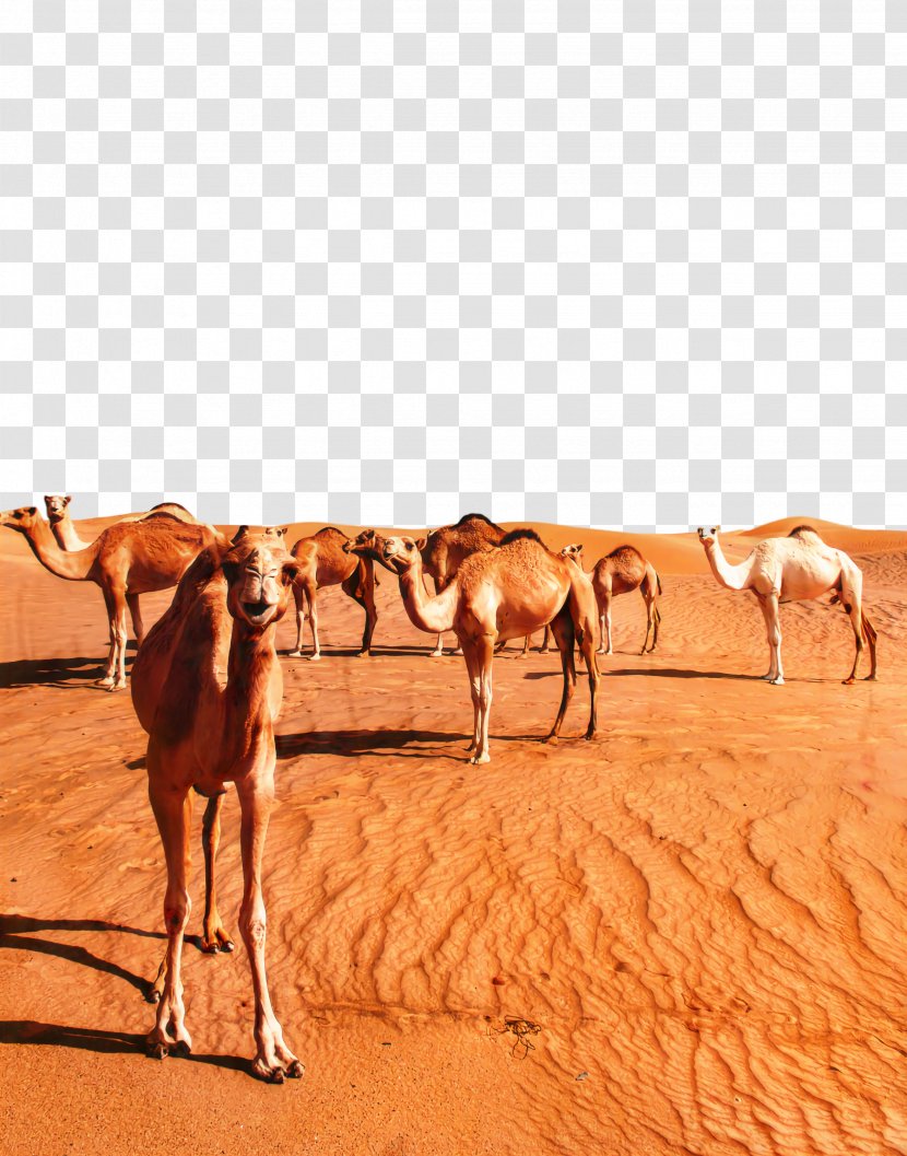 Dromedary Arabian Desert Sahara Erg - Cartoon Transparent PNG