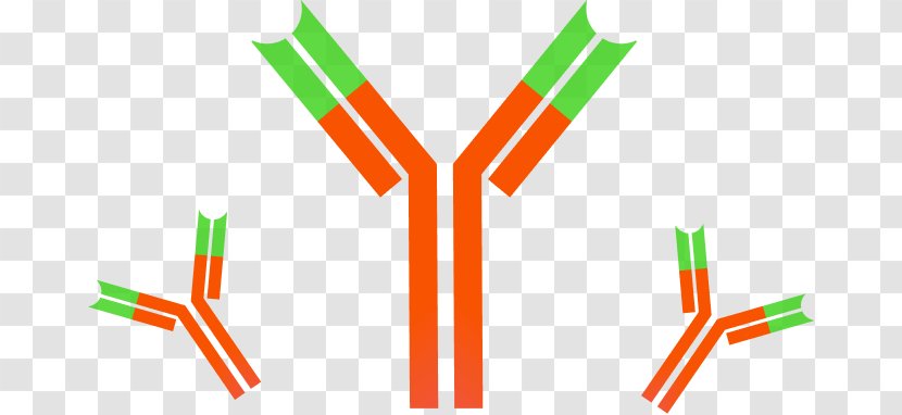 Monoclonal Antibody Immune System Dynabeads Antigen - Logo - Immunoglobulin G Transparent PNG