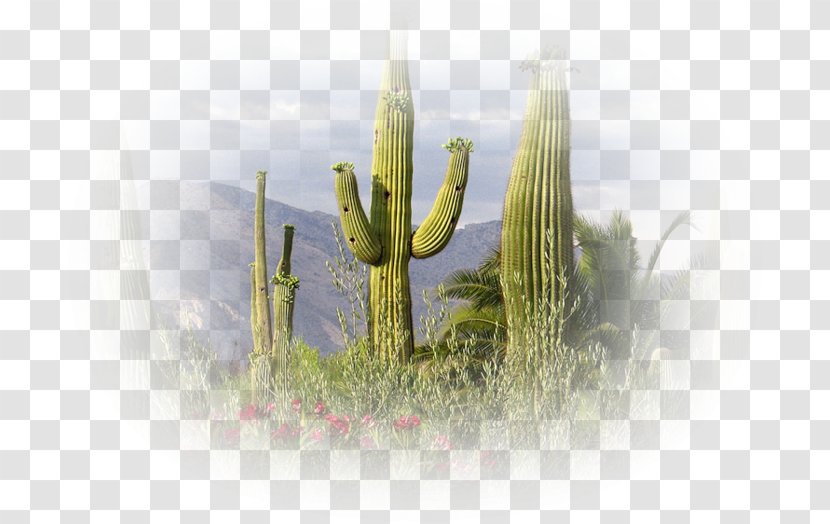 Saguaro Sonoran Desert Cactaceae Tucson - State Flower Transparent PNG