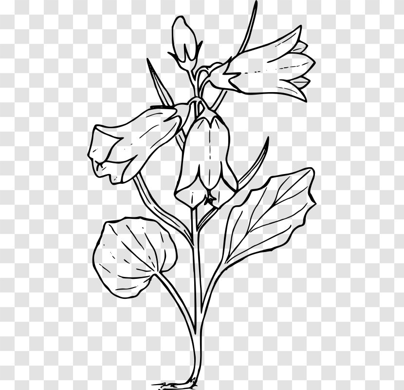 Harebell Drawing Bellflower Family Clip Art - Flowering Plant - Scetch Transparent PNG