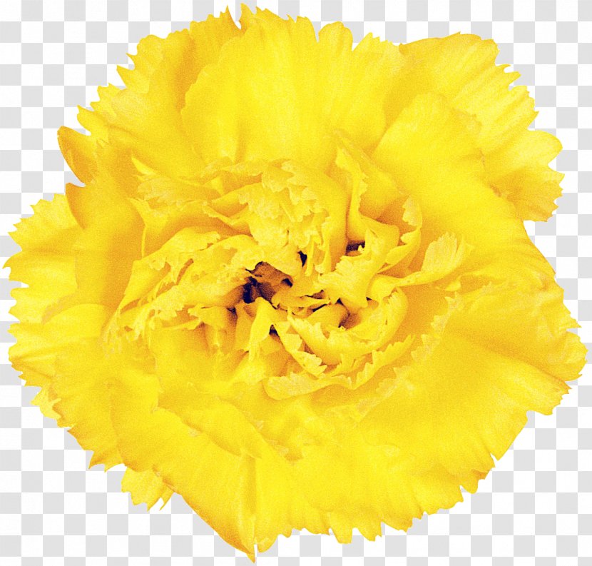 Yellow Flower Resource - Cut Flowers - CARNATION Transparent PNG