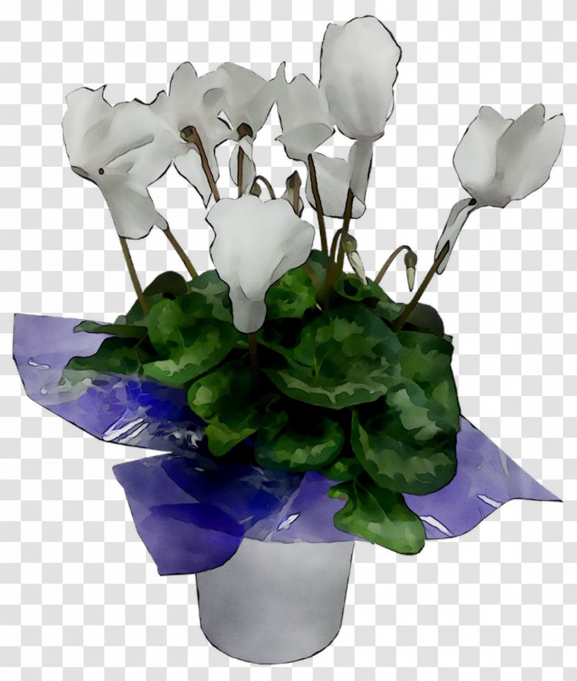 Cyclamen Floral Design Cut Flowers Flower Bouquet - Family M Invest Doo - Flowering Plant Transparent PNG