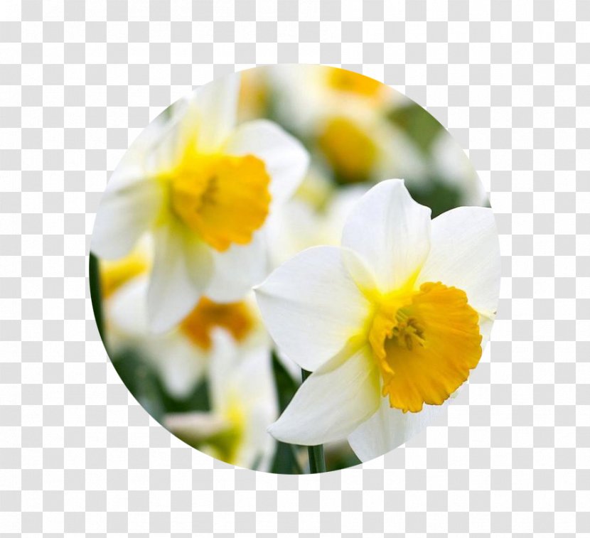 Birth Flower Bulb Narcissus Jonquilla Tulip - Rose Transparent PNG