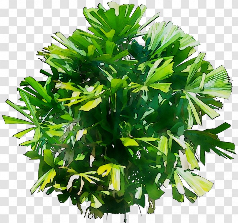 Herb Tree - Leaf - Aquarium Decor Transparent PNG