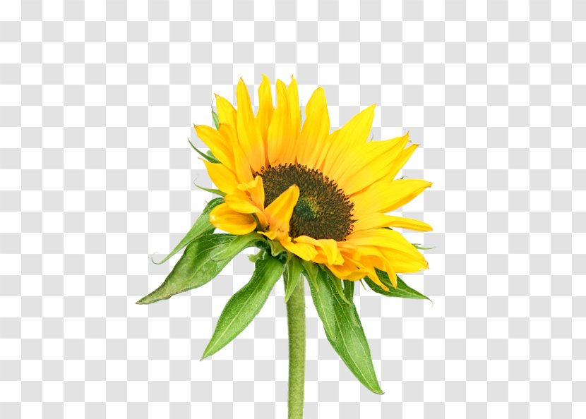 Common Sunflower Dandelion Photography - Mildew Transparent PNG