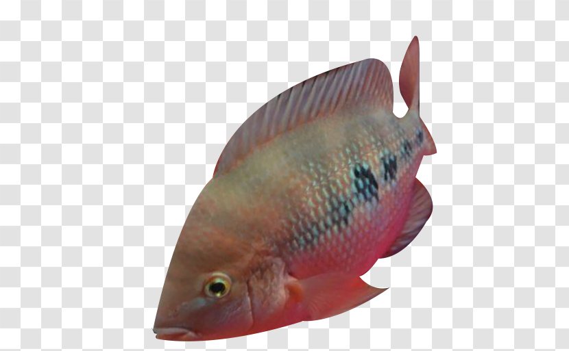 Tilapia - Fish - The Point Of Ocean Transparent PNG