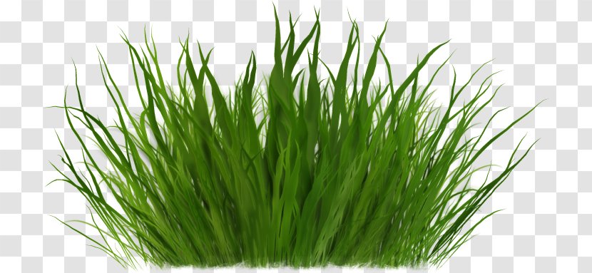Clip Art - Lawn - Grass Transparent PNG