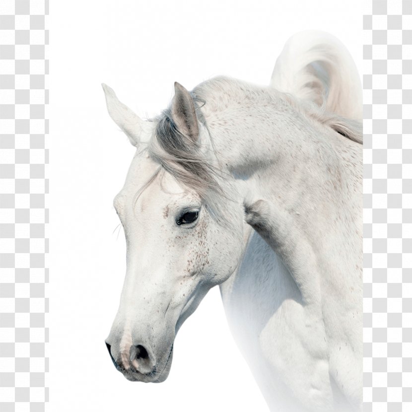 Arabian Horse Stallion White Stock Photography Gray - Foal - Whitehorse Transparent PNG