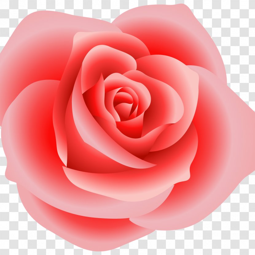 Rose Pink Clip Art - China Transparent PNG