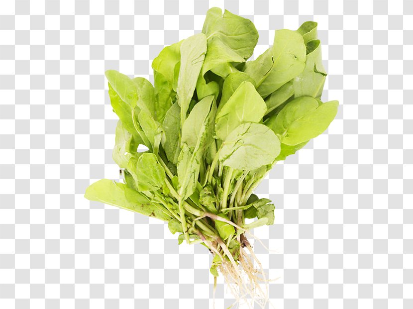 Spinach Stuffing Leaf Vegetable Herb - Spice - Lettuce Transparent PNG