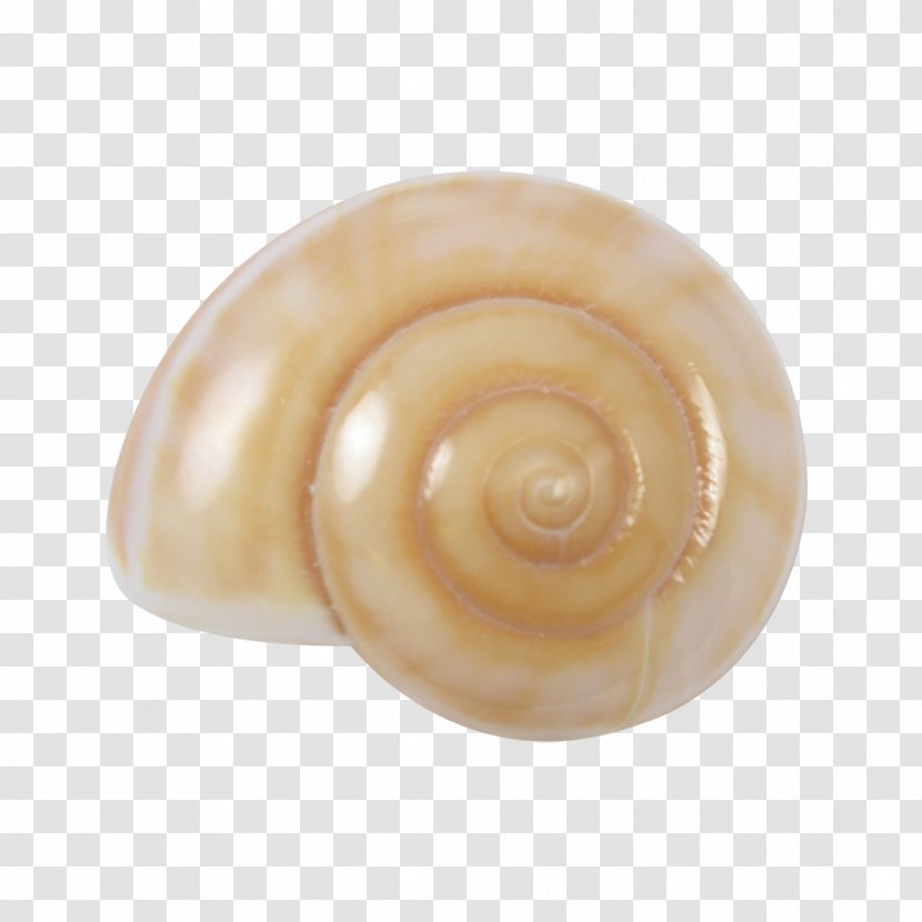Seashell Sea Snail Conchology Gastropod Shell - Snails Transparent PNG