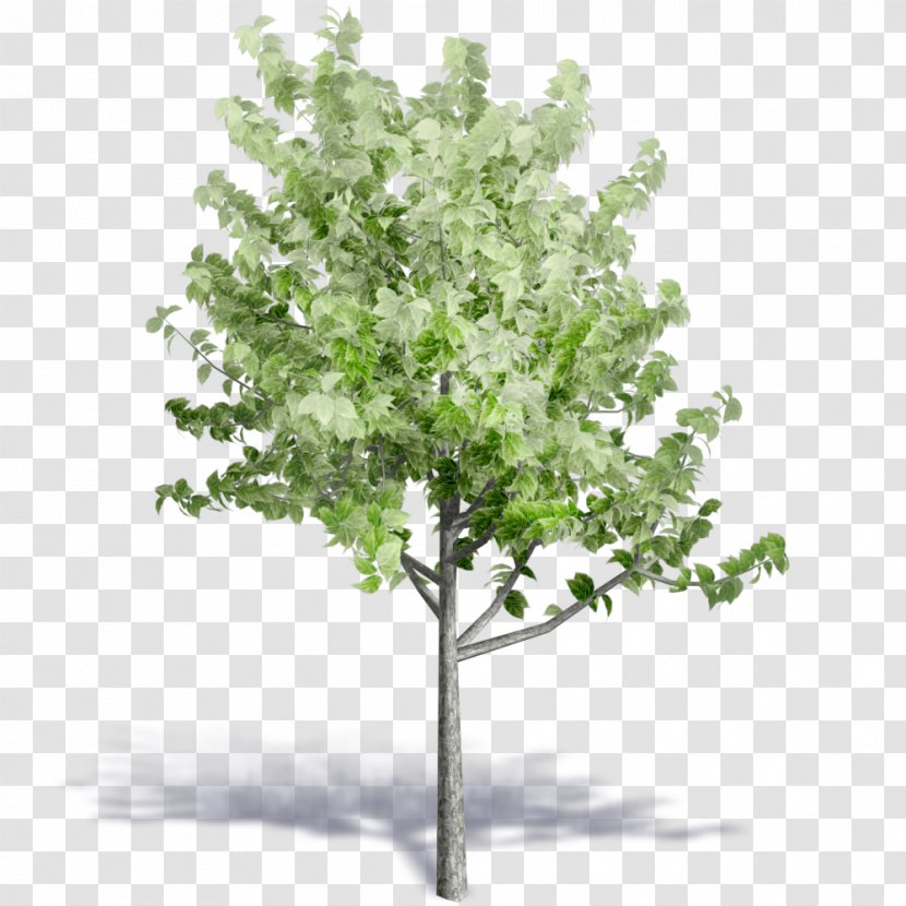 Populus Nigra Tree Rendering - Branch - SolidWorks Transparent PNG