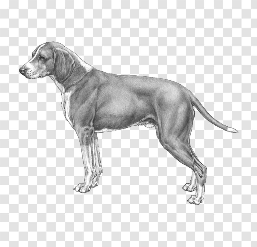 Weimaraner Hygenhund Dog Breed Anglo-Français De Petite Vénerie Norwegian Hound - Hamilton - Like Mammal Transparent PNG
