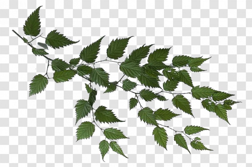 Branch Leaf Tree Clip Art - Plant Transparent PNG