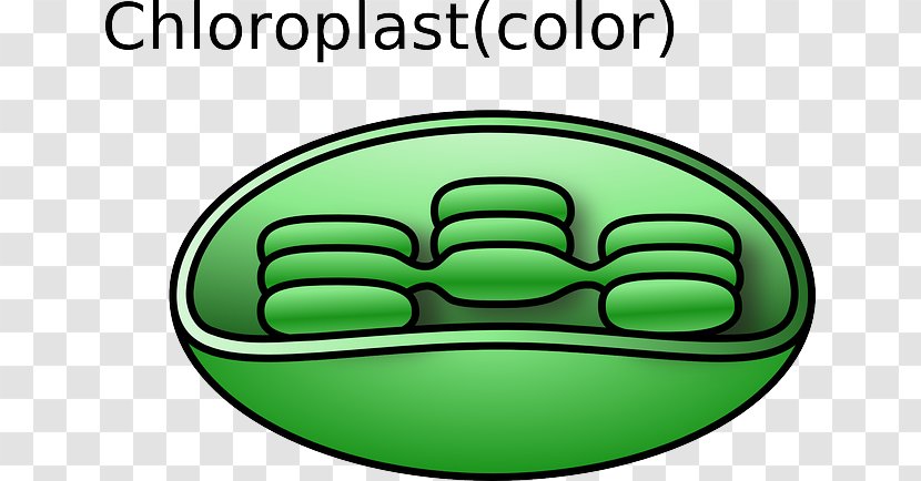 Chloroplast Cell Plant Biological Membrane Organelle - Area - Flattening Of Ancient Characters Transparent PNG