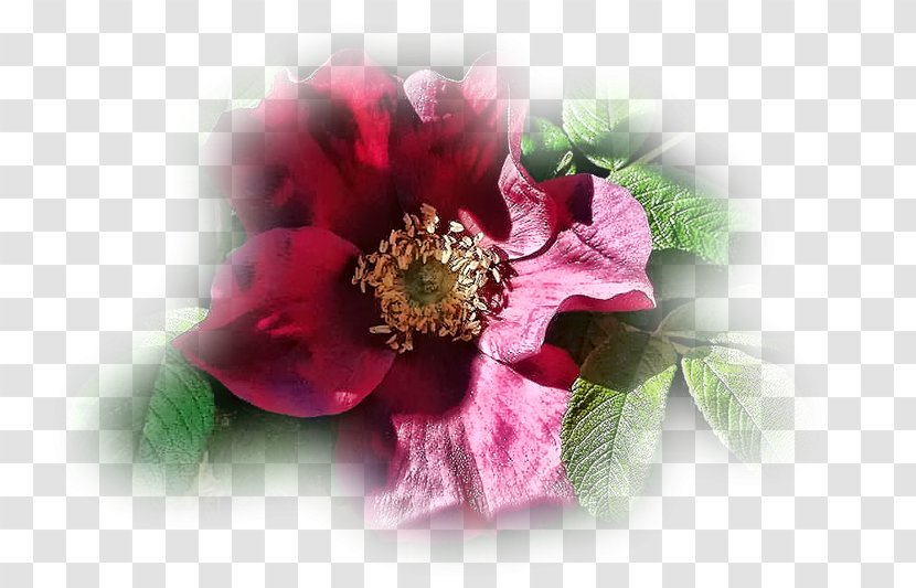 Cut Flowers Petal - Rose Family - Flower Transparent PNG