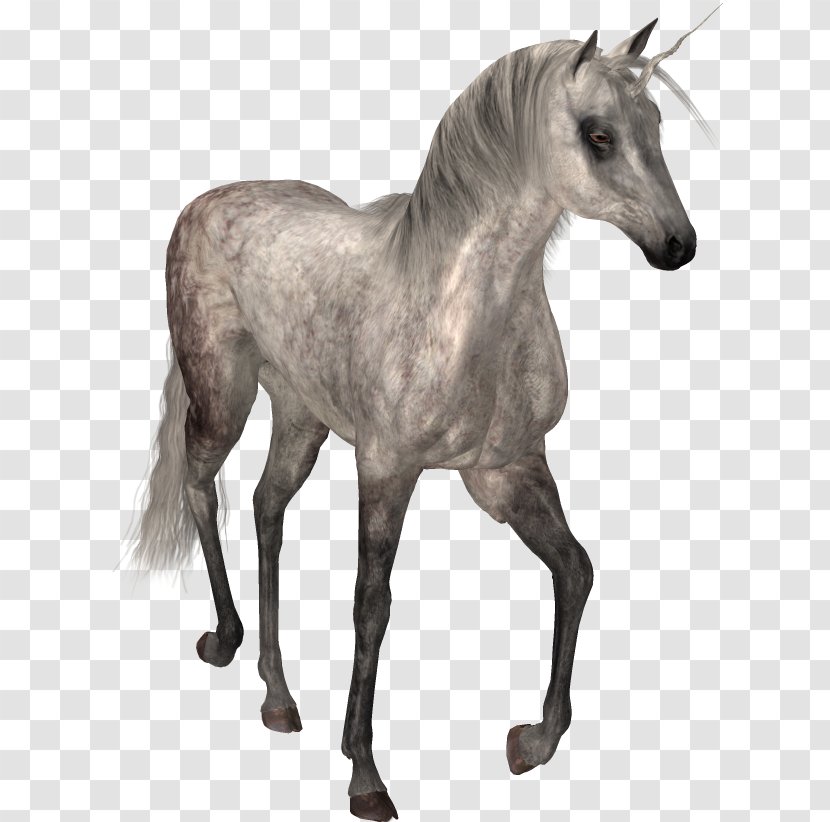 Horse Unicorn - Foal Transparent PNG