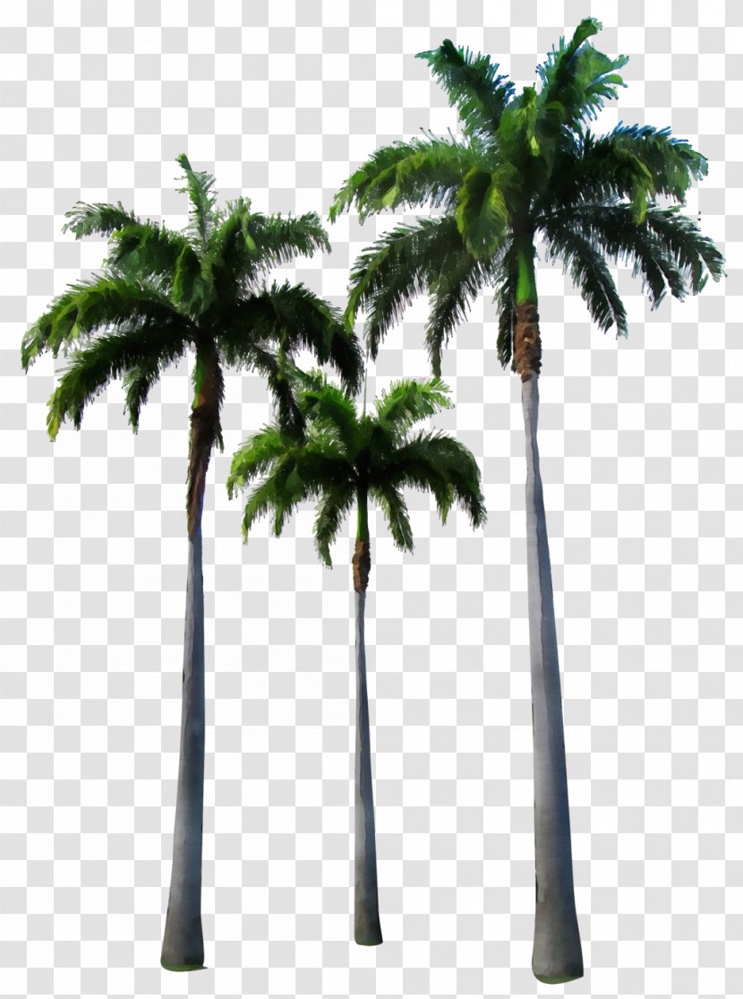 Date Tree Leaf - Palm Trees - Areca Nut Borassus Flabellifer Transparent PNG
