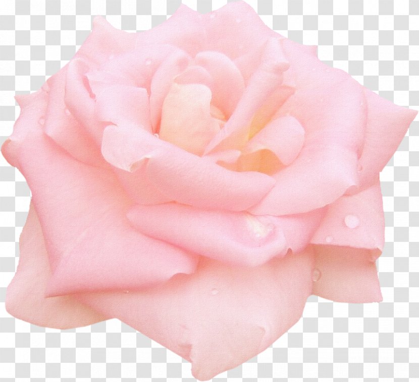 Still Life: Pink Roses Garden Centifolia Floribunda - Peach - White Transparent PNG