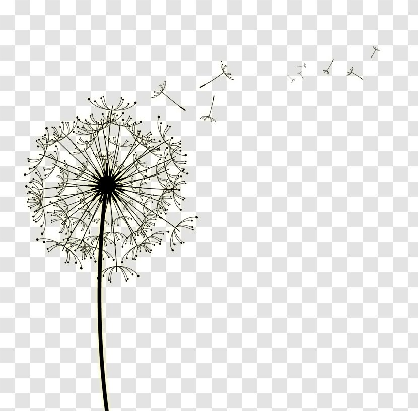 Clip Art Image Vector Graphics Free Content - Drawing - Dandelion Seed Transparent PNG