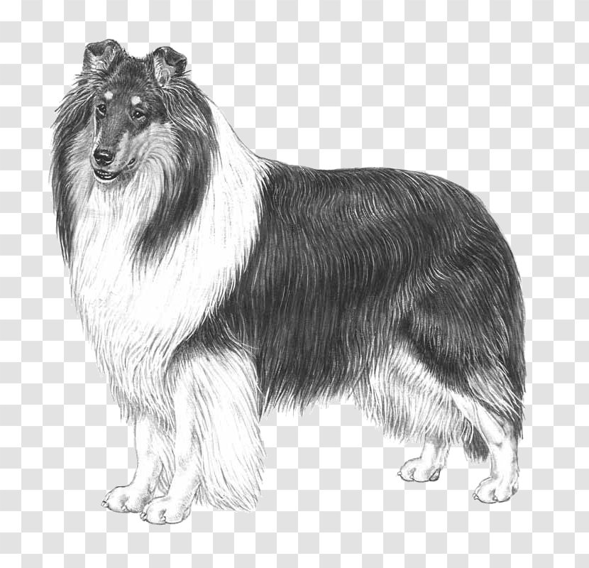 Rough Collie Scotch Smooth Breed Standard - Race Transparent PNG