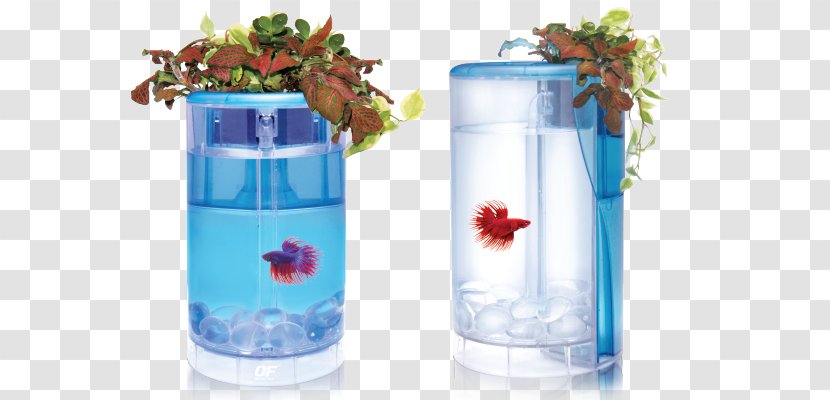 Siamese Fighting Fish Aquarium Plant Anubias Barteri Pet - Plastic Bottle - Reef Transparent PNG