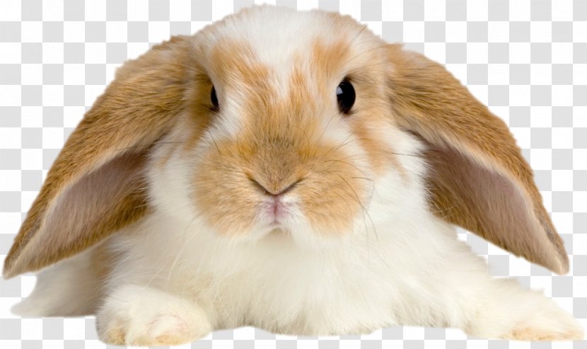 Holland Lop Domestic Rabbit American Fuzzy Tan Netherland Dwarf Transparent PNG