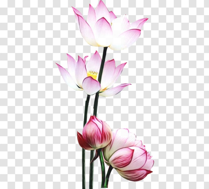 Lotus - Aquatic Plant - Pink Sacred Transparent PNG