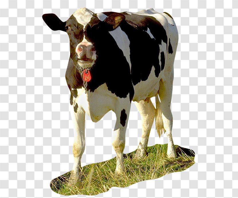 Dairy Cattle Calf Taurine Baka Brown Swiss - Bull Transparent PNG