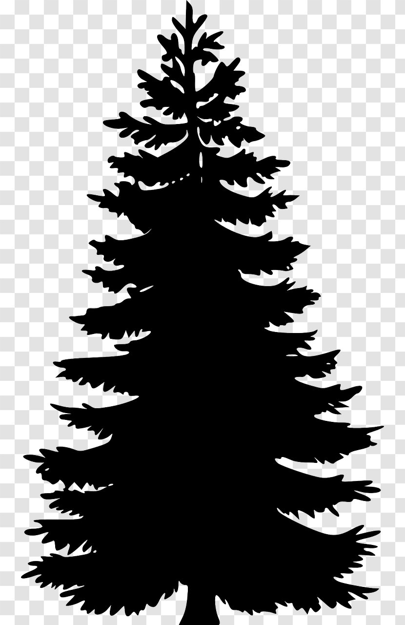 Eastern White Pine Tree Clip Art Transparent PNG