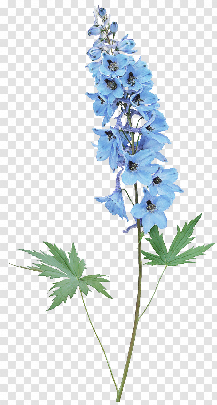 Flower Plant Delphinium Monkshood Wildflower Transparent PNG