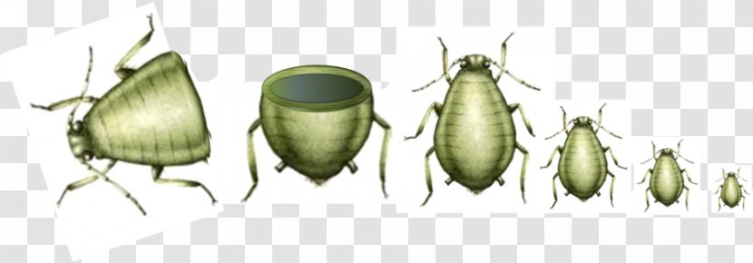 Telescoping Generations Aphid Parthenogenesis Paedogenesis Reproduction - Graphic Transparent PNG