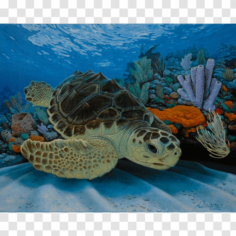 Loggerhead Sea Turtle Pond Turtles Hawksbill - Reef Transparent PNG