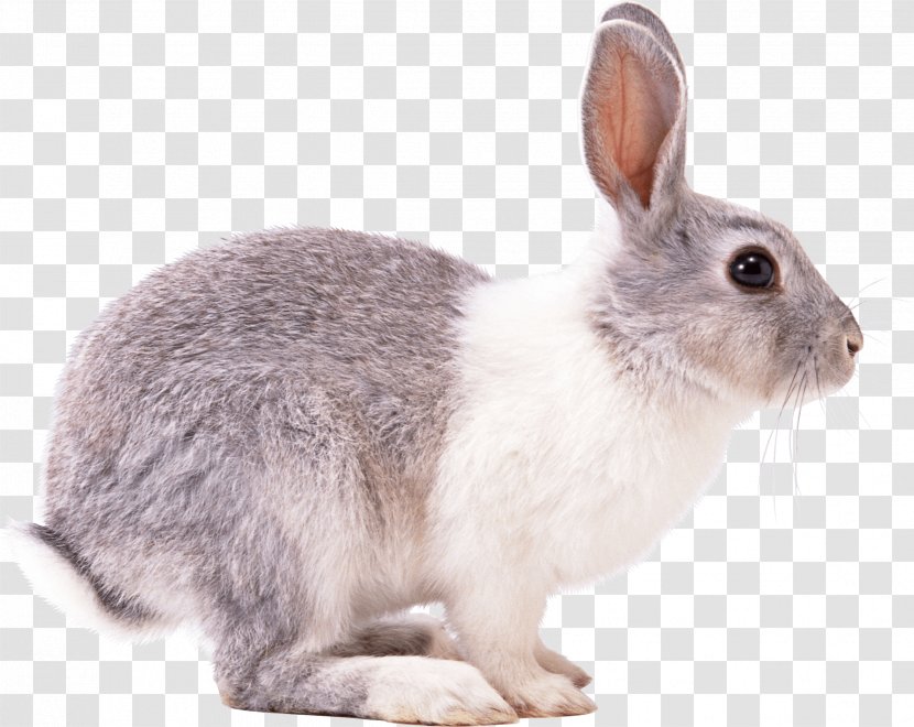 Easter Bunny Hare European Rabbit Domestic Squirrel - Mammal Transparent PNG