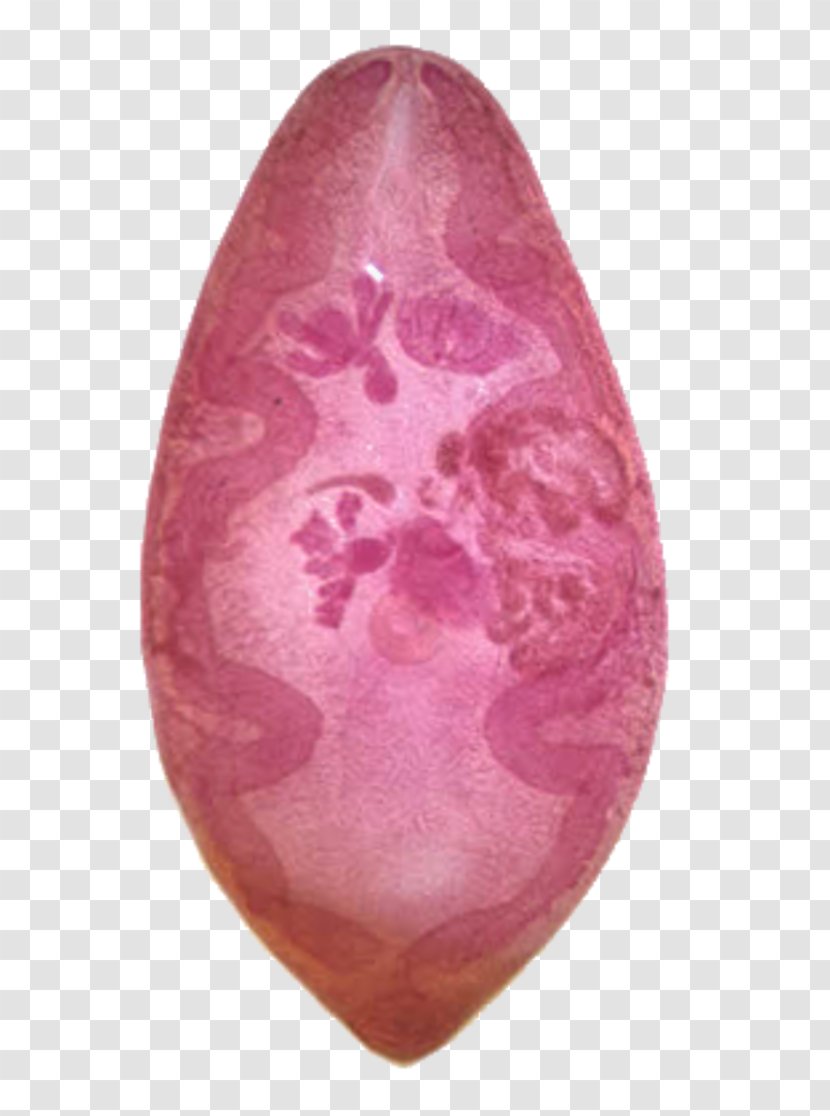 Paragonimus Westermani Paragonimiasis Cutaneous Larva Migrans Human Parasite Visceral - Flatworm - Lungs Transparent PNG