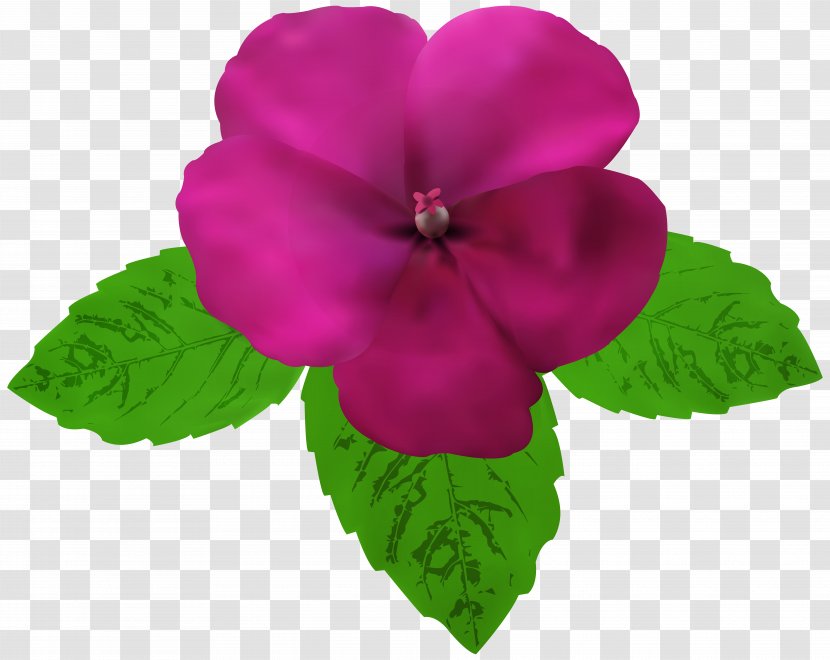 Clip Art - Plant - Magenta Flower Transparent PNG