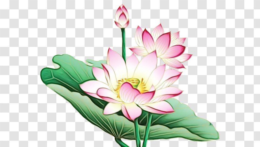 Nymphaea Nelumbo Flower Clip Art Painting - Watercolor - Work Of Transparent PNG